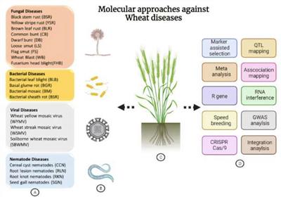 Intelligent reprogramming of wheat for enhancement of fungal and nematode disease resistance using advanced molecular techniques